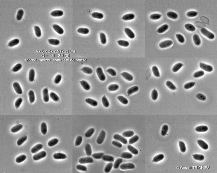 phlebia